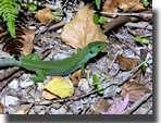 Lacerta trilineata